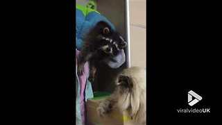 Raccoon annoying Cat || Viral Video UK