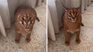Angry Caracal Adorably Flops His Ears