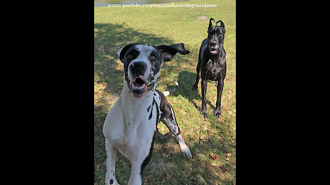 Great Danes Celebrate Leap Year With Leaps That Will Make You Laugh