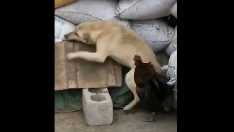 Chicken_VS_Dog_Fight | Funny_Dog_Fight_Videos