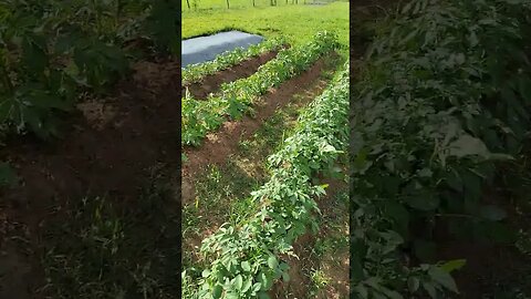 Potatoe Growth After 1 Month! (3 Different kinds!)