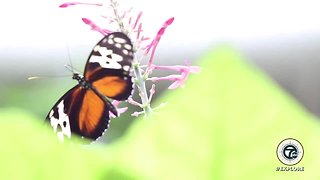 Inside the Detroit Zoo Butterfly Garden & Free-Flight Aviary