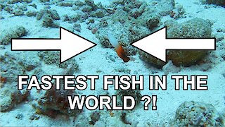 Is this the fastest fish in the world?