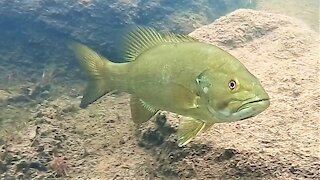 Underwater footage gives us a look at the mysterious bottom of a Canadian cottage lake