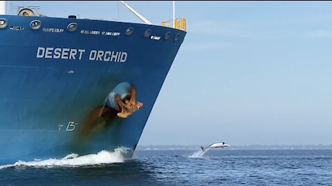 Dolphins Play and Jump in front of Boat