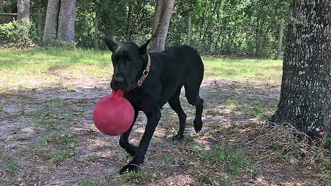 Funny Great Dane Plays With Jolly Ball Horse Toy For The First Time