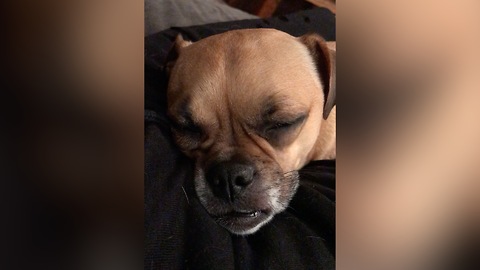 Silly puppy talks in her sleep