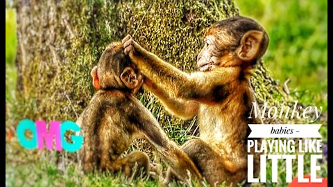 Funny Monkey babies - Playing like Little imps video