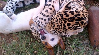 This Adorable Canine Is Best Of Friends With A Playful Big Feline