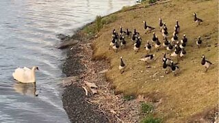 Cisne espanta grupo de gansos em lago