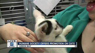 Humane Society Offers promotion after influx of cats