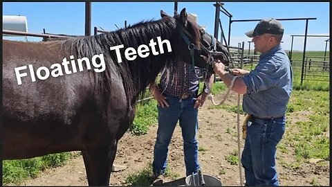 Floating Horse Teeth | The Horse DENTIST | Horse Care