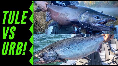 URB Salmon VS TULE Salmon Catch N' Cook TASTE Test! (SURPRISING RESULTS.)