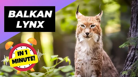 Balkan Lynx - In 1 Minute! 🦊 The Lynx With Only 40 Individuals Left In The Wild | 1 Minute Animals