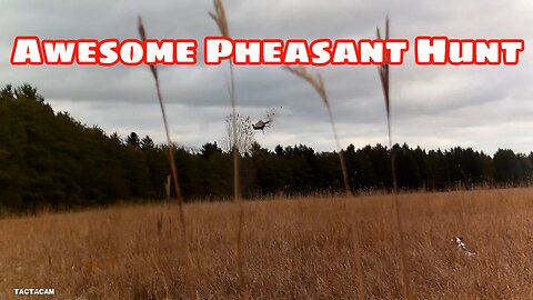 Awesome Pheasant Hunt 2019