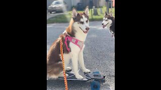 This Husky family loves to longboard:)