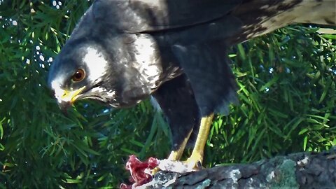 Verreaux Eagle enjoys Lunch