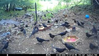 Groundhog runs through Grackles to get a carrot