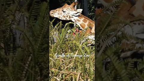 TARONGA ZOO GIRAFFE, CLOSE-UP 13-07-2012🌏🦒🌿🦒🌱 🦒😊😀📸 #travel #youtube #newvideo #subscriber #australia