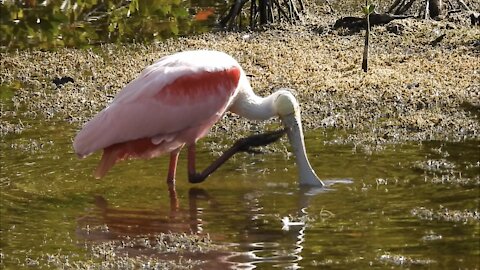 Beautiful Rosaete Spoonbill Wants a Super Clean Bill