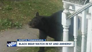 Black bear roaming North Tonawanda and Amherst