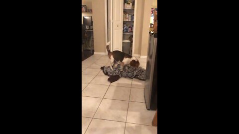 Dog trying to get comfortable
