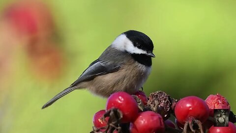 Black Capped Chickadee. #whitenoise Sounds that can help with relaxing and more. #ASMR