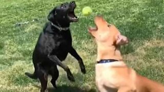 Cães chocam ao perseguir a mesma bola!