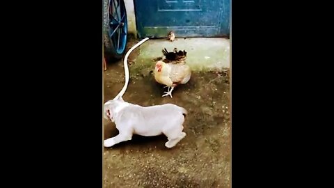 dog vs chicken , funny dog fight , funny chicken , funny animal fight
