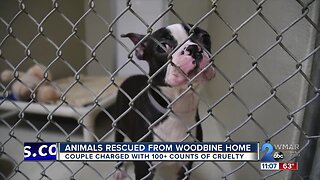 Animals taken from Woodbine couple charged with cruelty, up for adoption