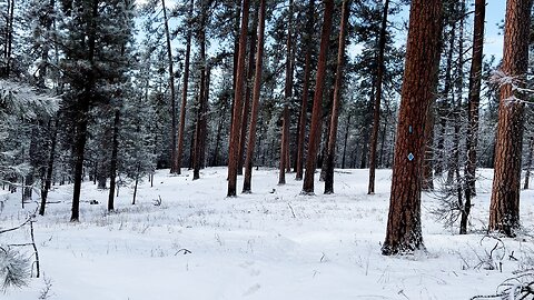 Winter Snow Hiking Around MASSIVE Ponderosa Pines! | 4K Bandit Springs Sno-Park Prineville Oregon