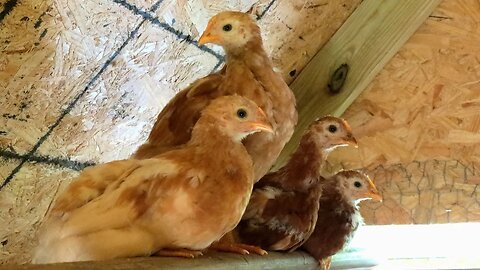 Make a DIY Chicken Feeder in Under 10 Minutes - Easy & Inexpensive