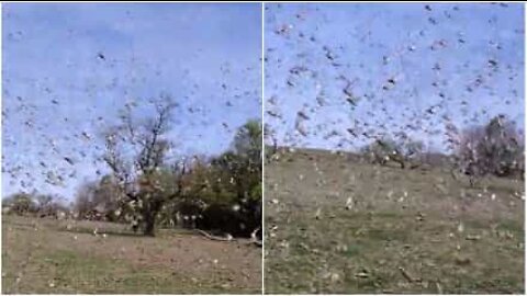 Imponerende gresshoppe-invasjon i Argentina