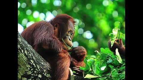 Adorable Orangutan Facts