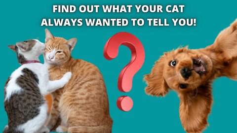 Find out what your cat always wanted to tell you!