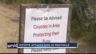 Ridge to Rivers receives report of coyote attack in the Boise foothills