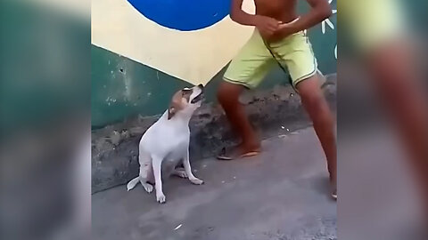 let's dance with this funny boy and dog in this cool video . #animal#dance#dog