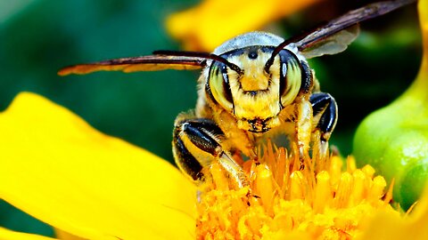 Giant cute bumblebee