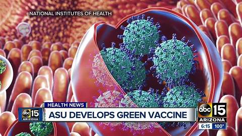 ASU develops norovirus vaccine from tobacco plant
