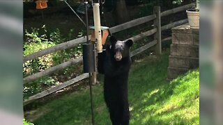 Young bear spotted in Willoughby backyard, captured on camera
