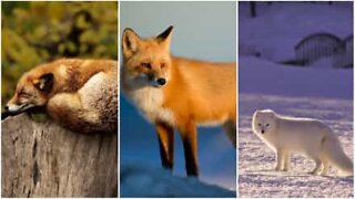 Espertas e malandras: Os melhores momentos de raposas flagrados em vídeo