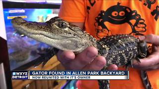 Baby alligator found in backyard pond in Allen Park