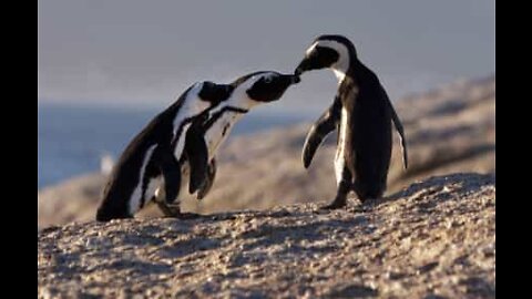 Pourquoi les pingouins sont si adorables?