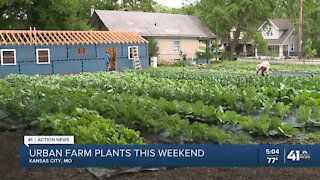 Urban farm plants this weekend