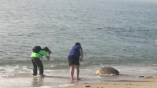 Rescued sea turtle released back to the ocean