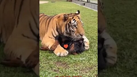 Tiger V.S. Rottweiller #short #shorts