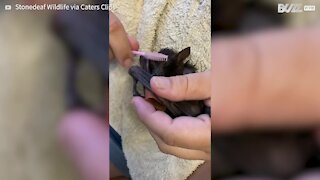 Orphan bat loves to get his hair brushed