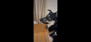 Stubborn Dog Isn’t Ready for Bedtime