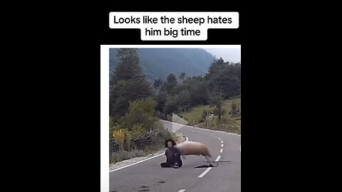 Looks like the sheep hate him big time
