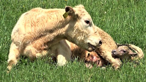 Miracle of birth caught on video as cow delivers her beautiful calf